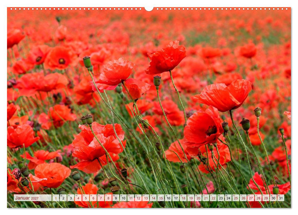 Mohnblütenmelodie (CALVENDO Premium Wandkalender 2027)
