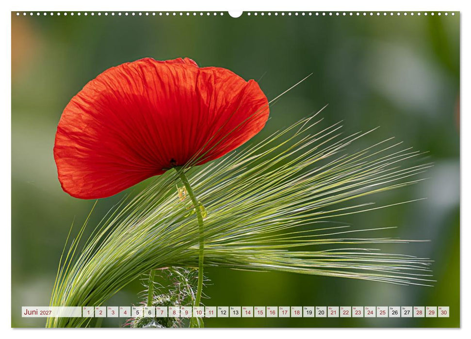 Mohnblütenmelodie (CALVENDO Premium Wandkalender 2027)
