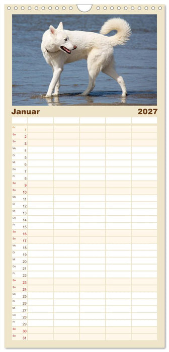 Freunde auf vier Pfoten am Strand (CALVENDO Familienplaner 2027)