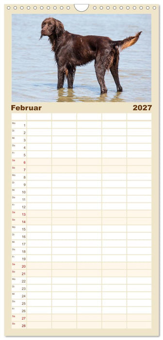Freunde auf vier Pfoten am Strand (CALVENDO Familienplaner 2027)
