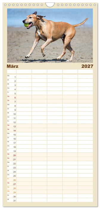 Freunde auf vier Pfoten am Strand (CALVENDO Familienplaner 2027)