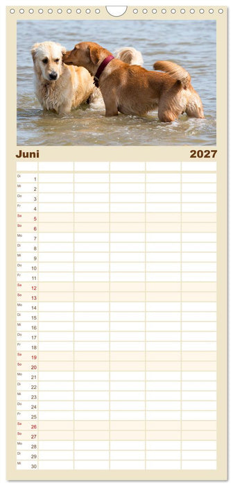 Freunde auf vier Pfoten am Strand (CALVENDO Familienplaner 2027)