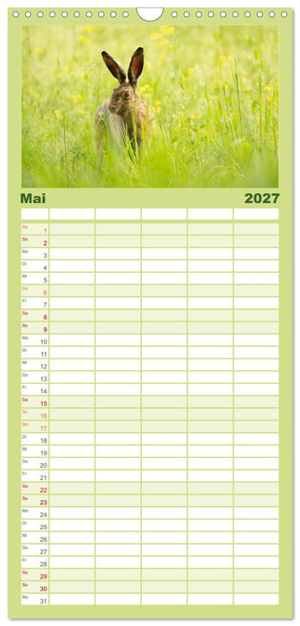 Feldhasen unterwegs in Wald und Flur (CALVENDO Familienplaner 2027)