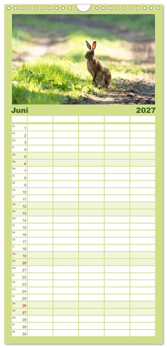 Feldhasen unterwegs in Wald und Flur (CALVENDO Familienplaner 2027)
