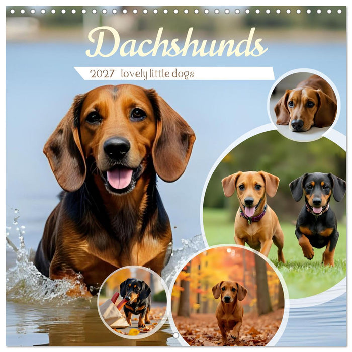 Dachshunds - lovely little dogs (CALVENDO Monthly Calendar 2027)