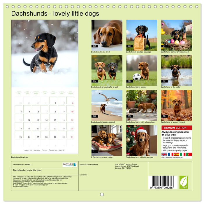 Dachshunds - lovely little dogs (CALVENDO Monthly Calendar 2027)