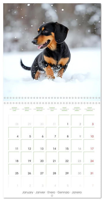 Dachshunds - lovely little dogs (CALVENDO Monthly Calendar 2027)