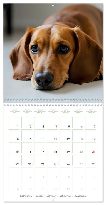 Dachshunds - lovely little dogs (CALVENDO Monthly Calendar 2027)