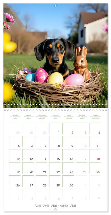 Dachshunds - lovely little dogs (CALVENDO Monthly Calendar 2027)