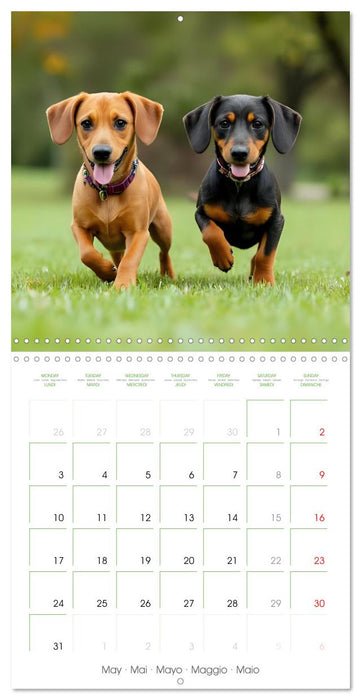 Dachshunds - lovely little dogs (CALVENDO Monthly Calendar 2027)