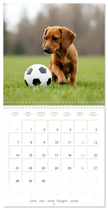 Dachshunds - lovely little dogs (CALVENDO Monthly Calendar 2027)