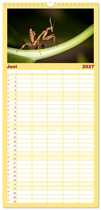 Im Bann der Mantis (CALVENDO Familienplaner 2027)