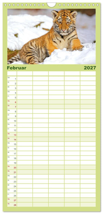 Tiger: Gestreifte Jäger (CALVENDO Familienplaner 2027)