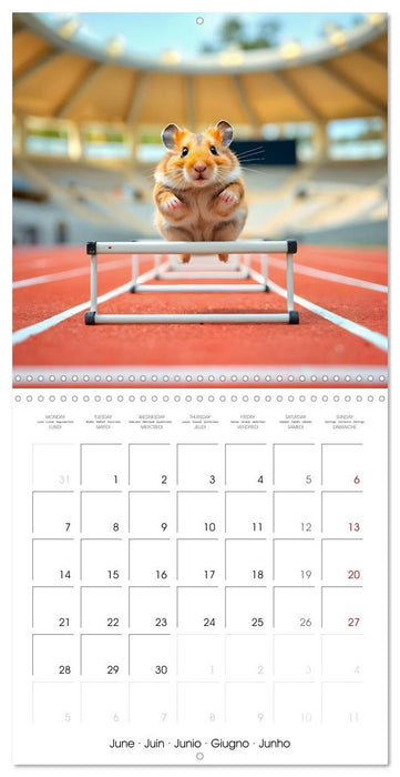 Hamster Games - When fluff becomes a competition (CALVENDO Monthly Calendar 2027)