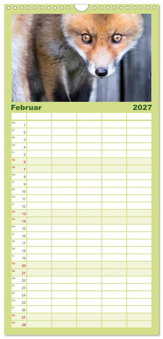 Verspielte Fuchswelpen - Allein zu Haus' (CALVENDO Familienplaner 2027)