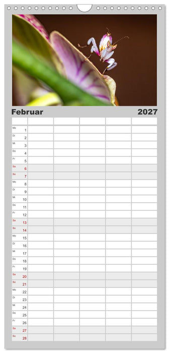 Die Orchideen Gottesanbeterin (CALVENDO Familienplaner 2027)