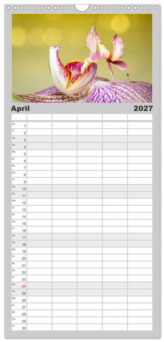 Die Orchideen Gottesanbeterin (CALVENDO Familienplaner 2027)