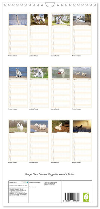 Berger Blanc Suisse - Weggefährten auf 4 Pfoten (CALVENDO Familienplaner 2027)