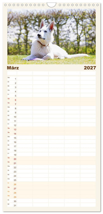 Berger Blanc Suisse - Weggefährten auf 4 Pfoten (CALVENDO Familienplaner 2027)