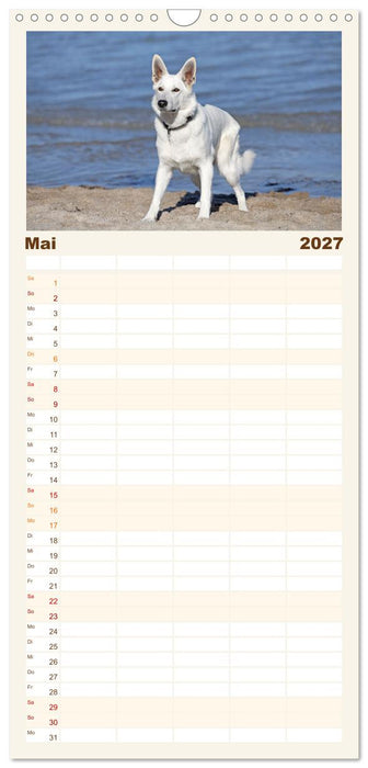 Berger Blanc Suisse - Weggefährten auf 4 Pfoten (CALVENDO Familienplaner 2027)