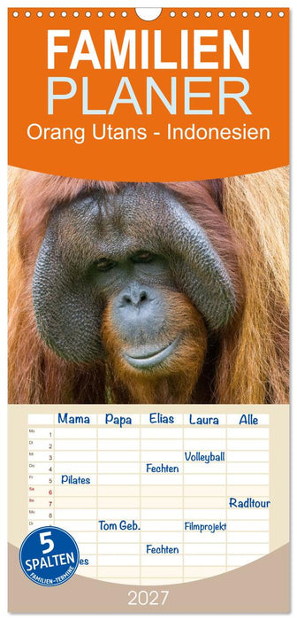 Orang Utans - Indonesien (CALVENDO Familienplaner 2027)