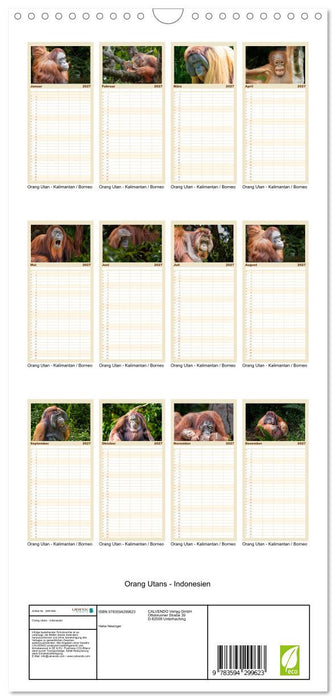 Orang Utans - Indonesien (CALVENDO Familienplaner 2027)