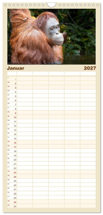 Orang Utans - Indonesien (CALVENDO Familienplaner 2027)