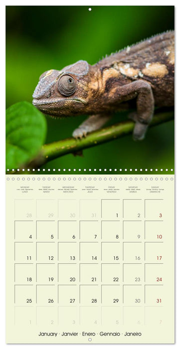 Les merveilles du monde les reptiles (CALVENDO Calendrier mensuel 2027)