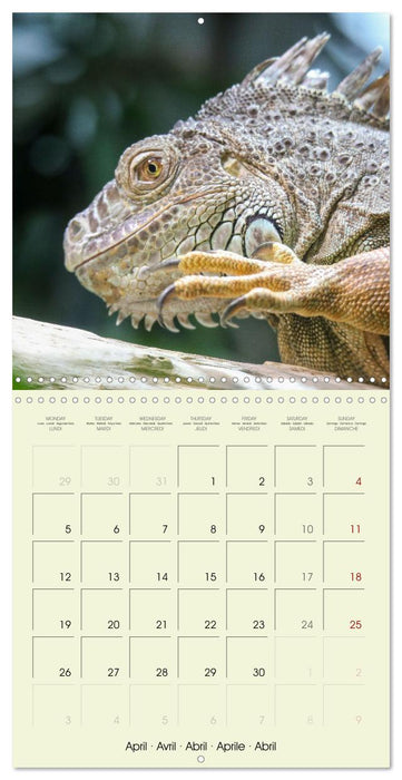 Les merveilles du monde les reptiles (CALVENDO Calendrier mensuel 2027)