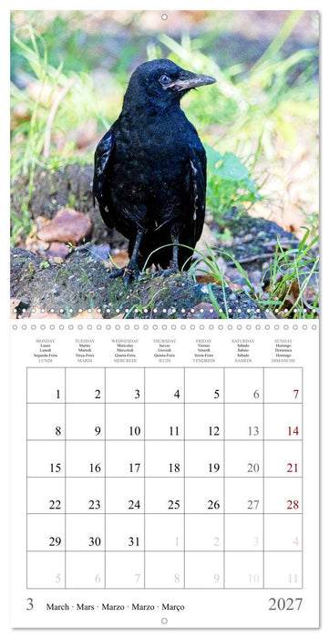 Crow Babies - Black, cute & always hungry (CALVENDO Monthly Calendar 2027)