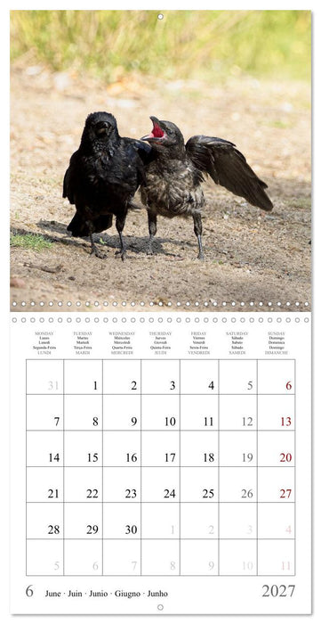 Crow Babies - Black, cute & always hungry (CALVENDO Monthly Calendar 2027)