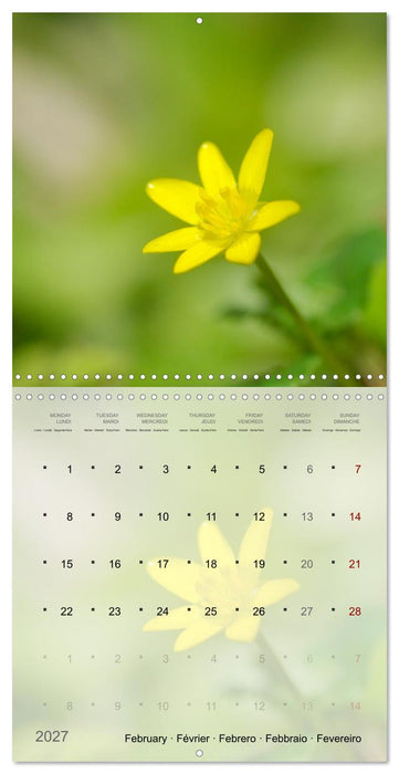 Éclosion de couleurs (CALVENDO Calendrier mensuel 2027)