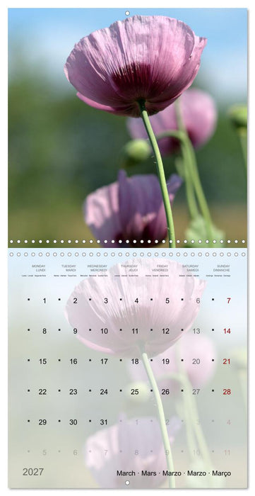 Éclosion de couleurs (CALVENDO Calendrier mensuel 2027)