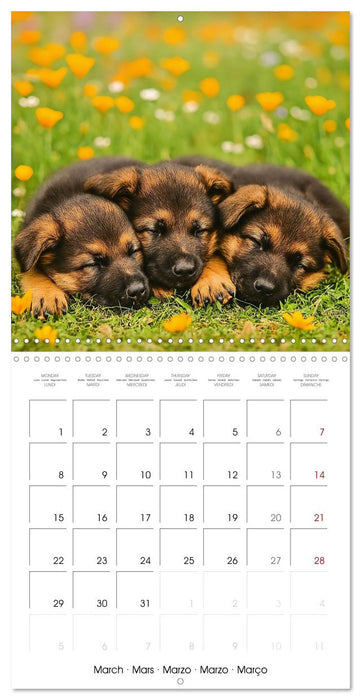 Paws and Seasons - A year with German shepherd puppies (CALVENDO Monthly Calendar 2027)