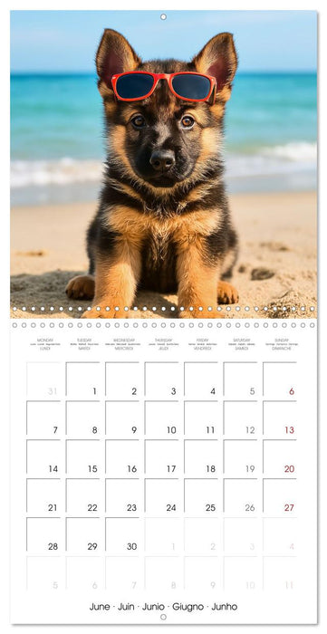 Paws and Seasons - A year with German shepherd puppies (CALVENDO Monthly Calendar 2027)
