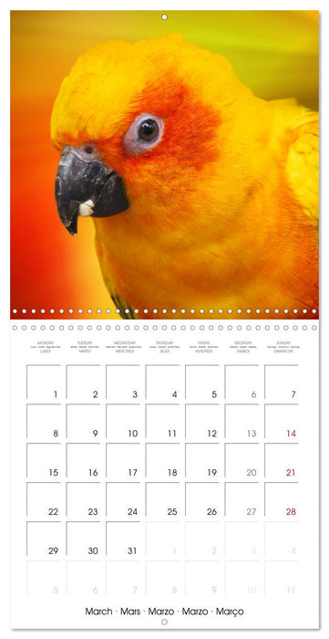 Wonderful Birds (CALVENDO Monthly Calendar 2027)