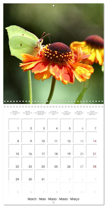 Gentle butterflies (CALVENDO Monthly Calendar 2027)