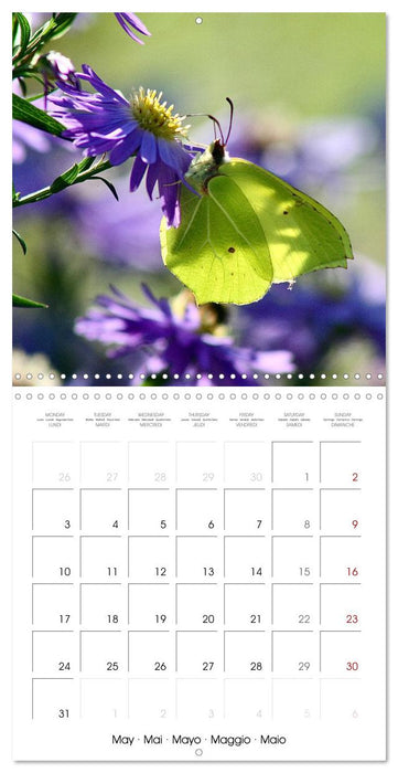 Gentle butterflies (CALVENDO Monthly Calendar 2027)