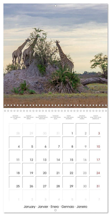 Animals are watching you (CALVENDO Monthly Calendar 2027)