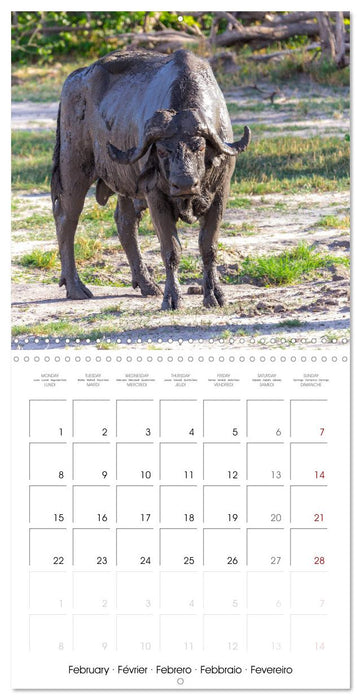 Animals are watching you (CALVENDO Monthly Calendar 2027)