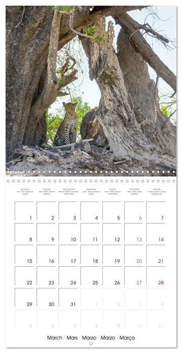 Animals are watching you (CALVENDO Monthly Calendar 2027)