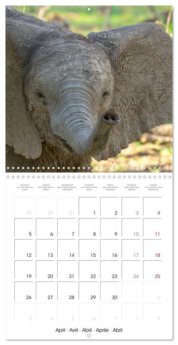 Animals are watching you (CALVENDO Monthly Calendar 2027)