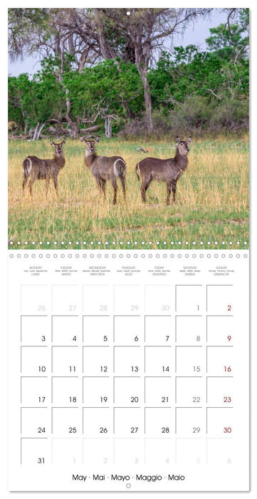 Animals are watching you (CALVENDO Monthly Calendar 2027)