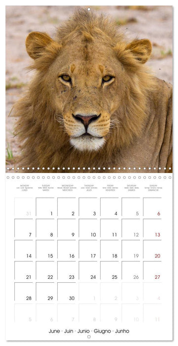Animals are watching you (CALVENDO Monthly Calendar 2027)