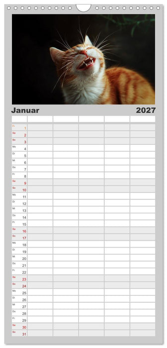 Auch Katzen lachen gern (CALVENDO Familienplaner 2027)