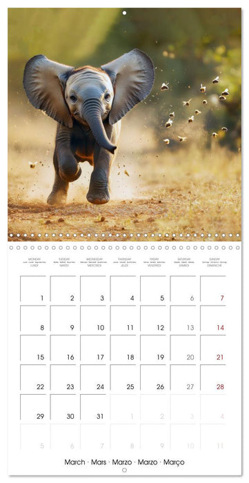 Baby Elephant Adventures (CALVENDO Monthly Calendar 2027)