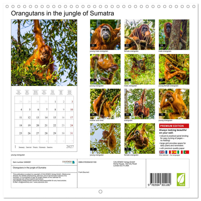 Orangutans in the jungle of Sumatra (CALVENDO Monthly Calendar 2027)