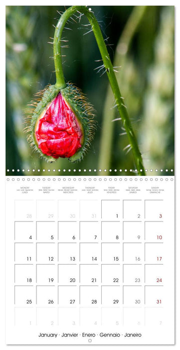 Harmonie Florale Des Prés aux Villes (CALVENDO Calendrier mensuel 2027)