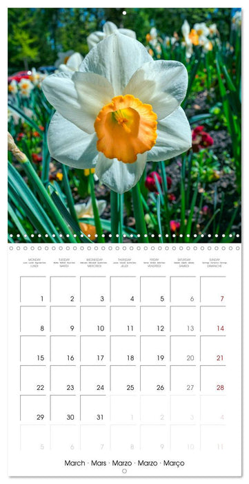 Harmonie Florale Des Prés aux Villes (CALVENDO Calendrier mensuel 2027)