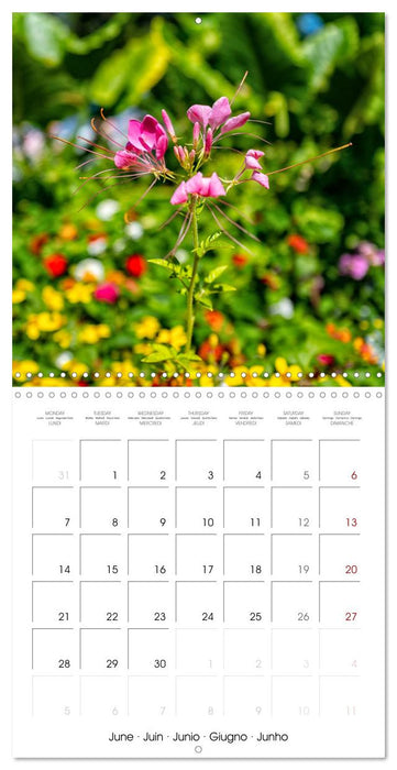 Harmonie Florale Des Prés aux Villes (CALVENDO Calendrier mensuel 2027)